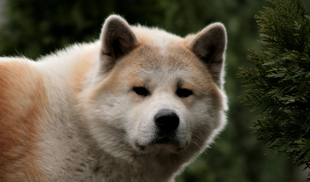 Взрослая акита-ину засмотрелась