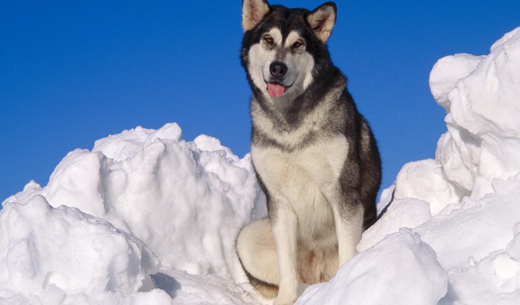 Взрослый аляскинский маламут в снегу