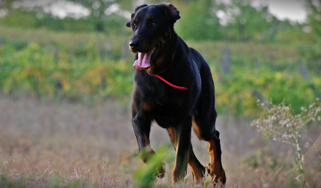 Взрослый босерон  идёт по полю