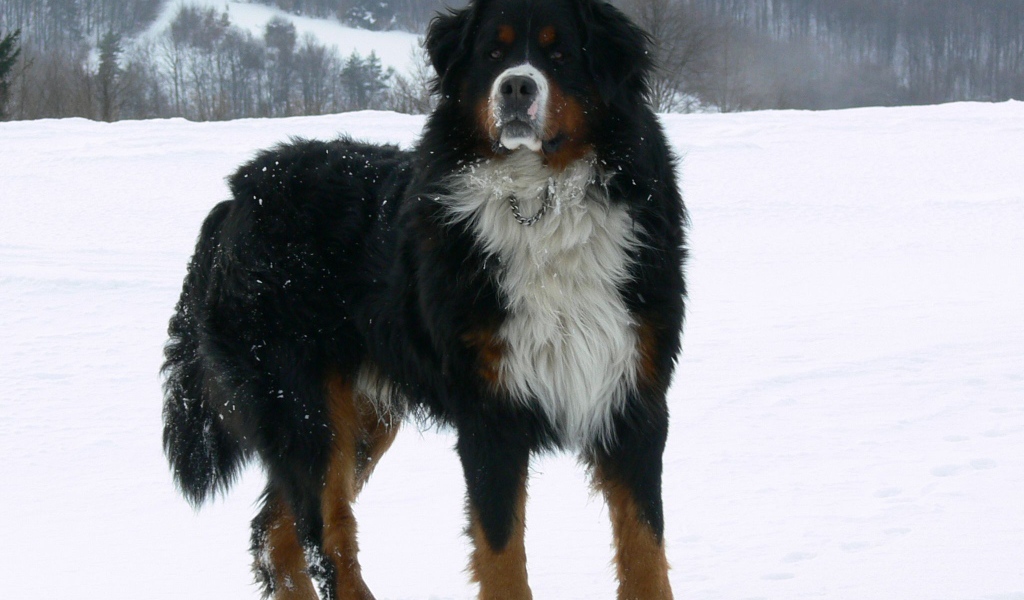 Взрослая бернская пастушья собака на снегу