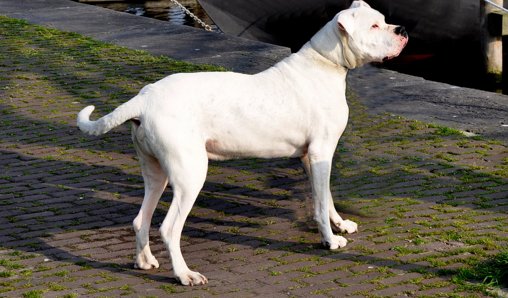 Взрослый аргентинский дог