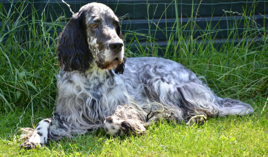 Взрослый английский сеттер