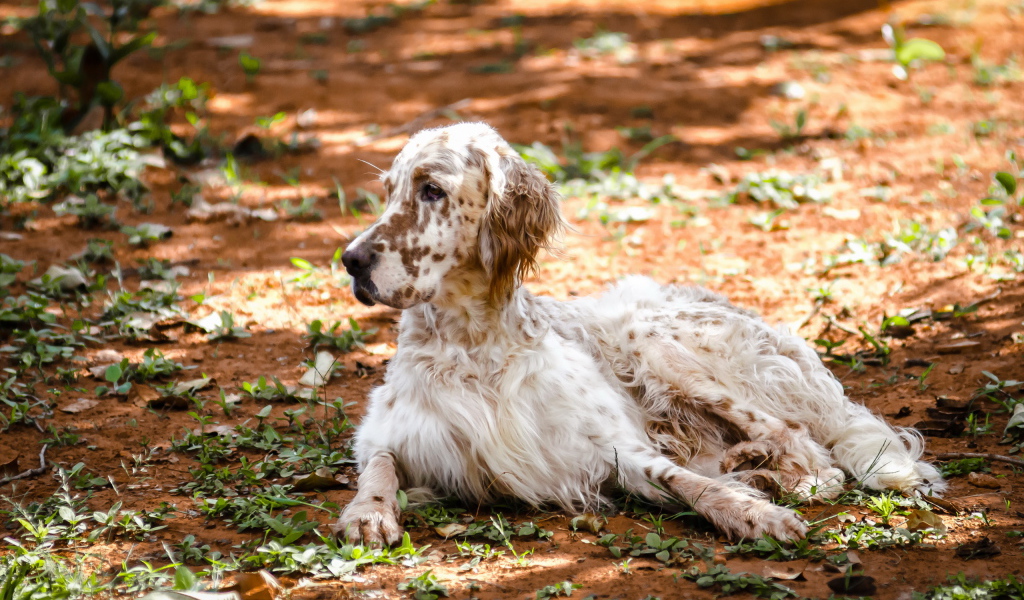 Взрослый английский сеттер лежит на земле