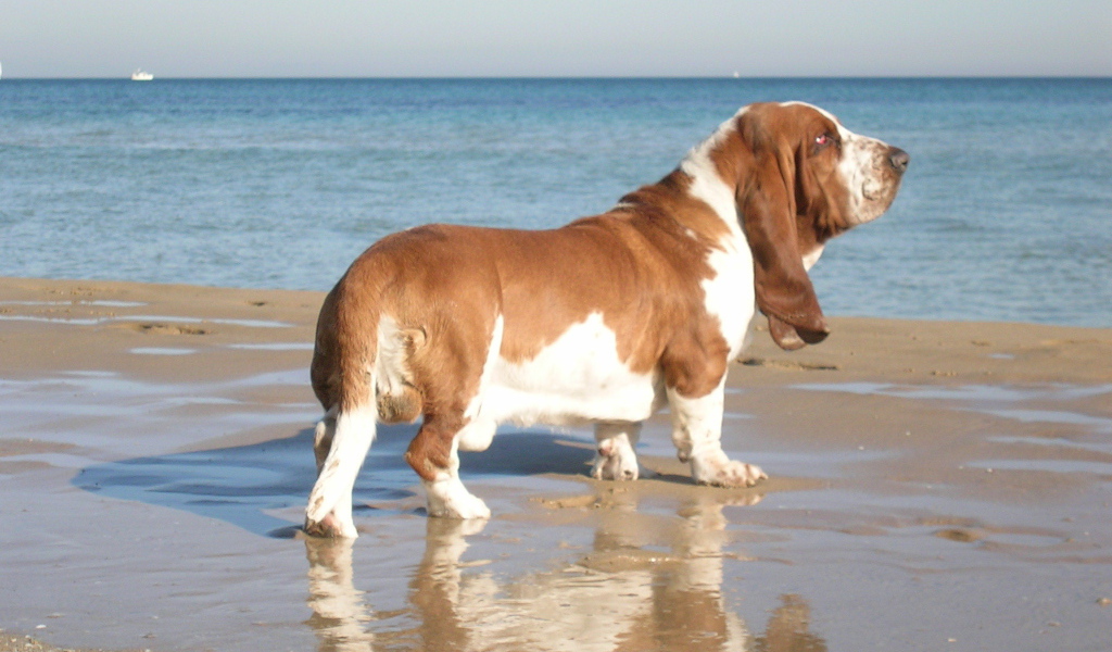 Взрослый бассет-хаунд возле моря
