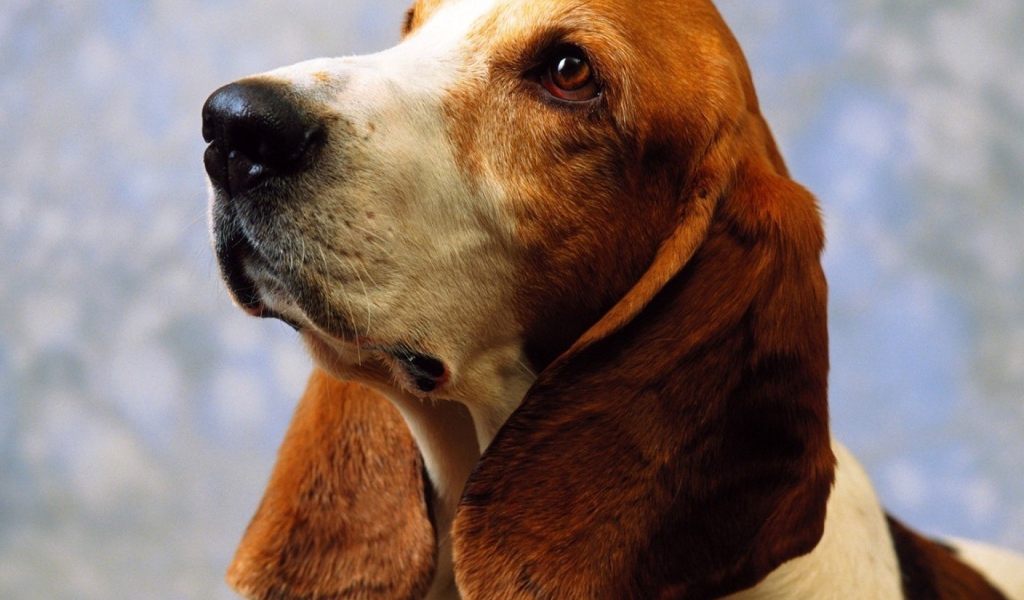 Взрослый бассет-хаунд на голубом фоне