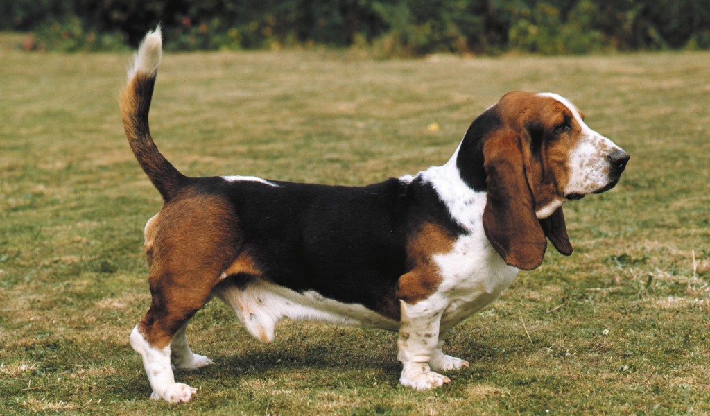 Взрослый бассет-хаунд на прогулке