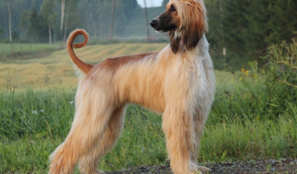 Взрослая красивая афганская борзая