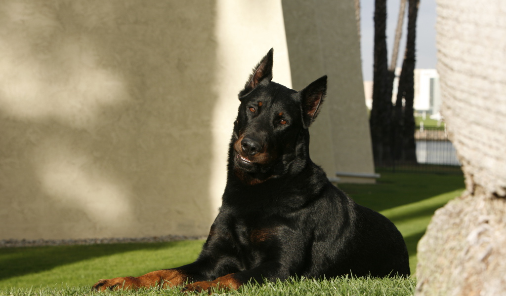 Взрослый красивый босерон лежит на газоне