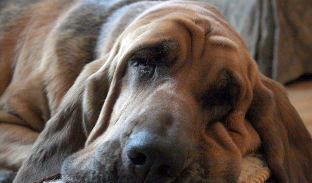 Взрослый бладхаунд заснул