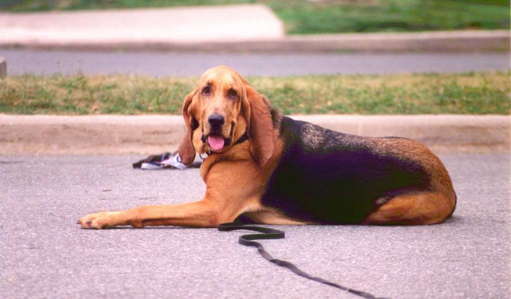 Взрослый бладхаунд лежит на дороге