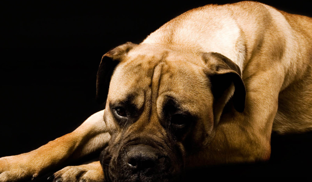 Взрослый боксёр на чёрном фоне