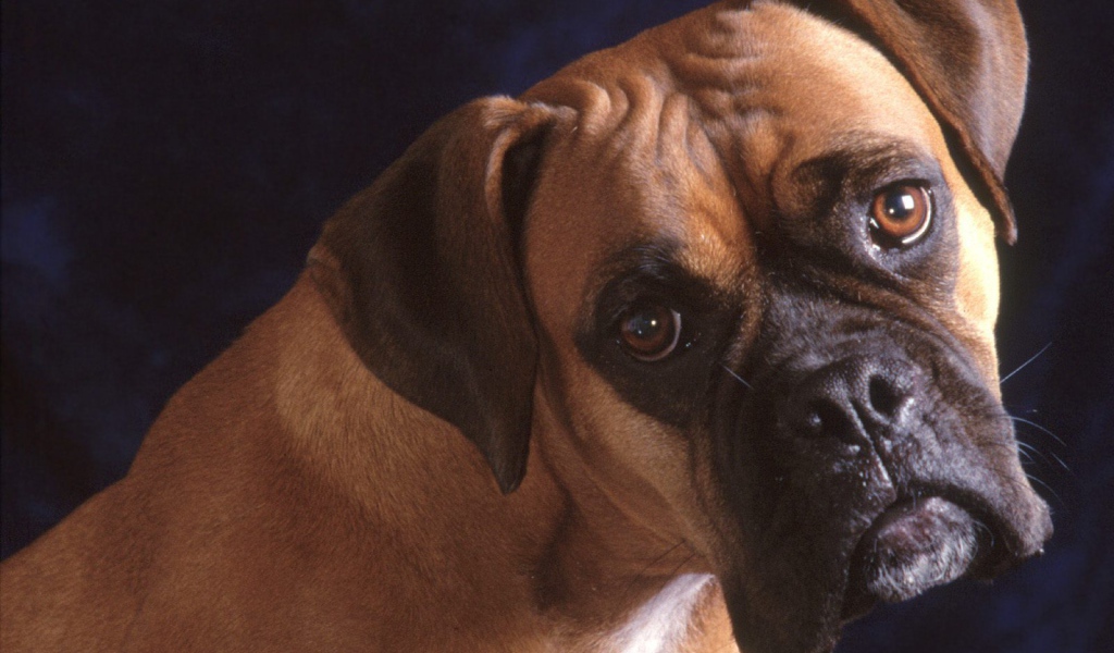 Взрослый боксёр на синем фоне