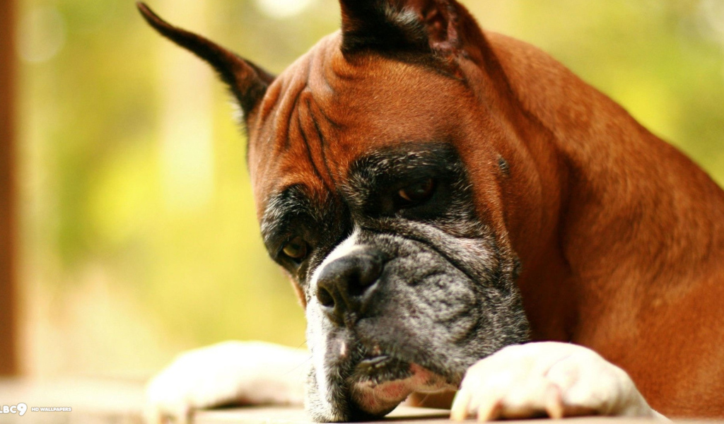 Взрослый боксёр что-то увидел