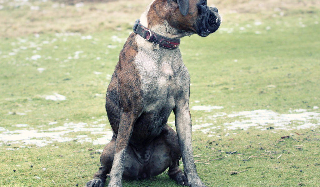 Взрослый боксёр сидит на поляне