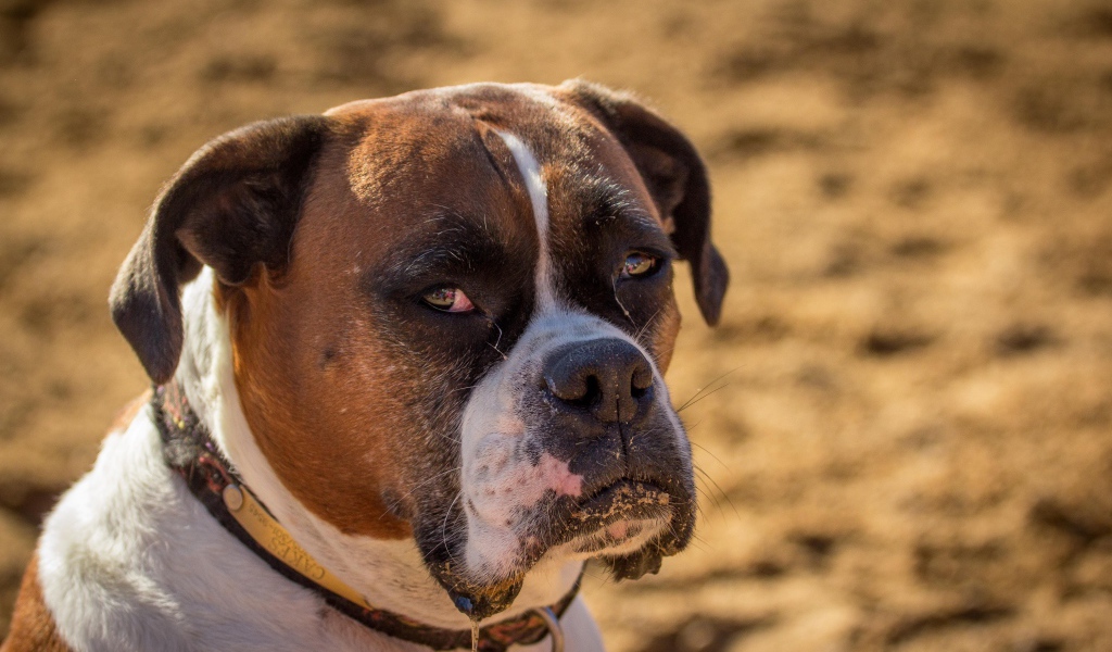 Взрослый боксёр с грустным взглядом