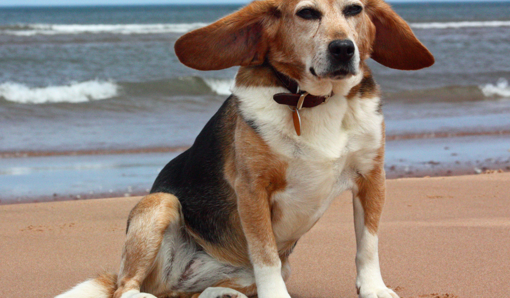 Взрослая смешная собака породы бигль возле моря
