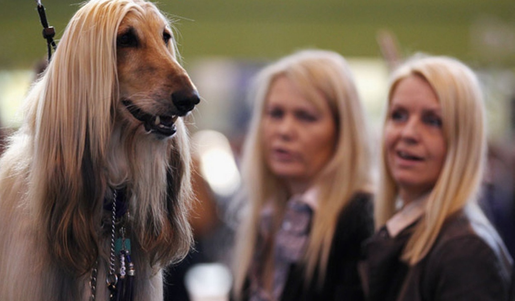 Афганская борзая на фоне девушек