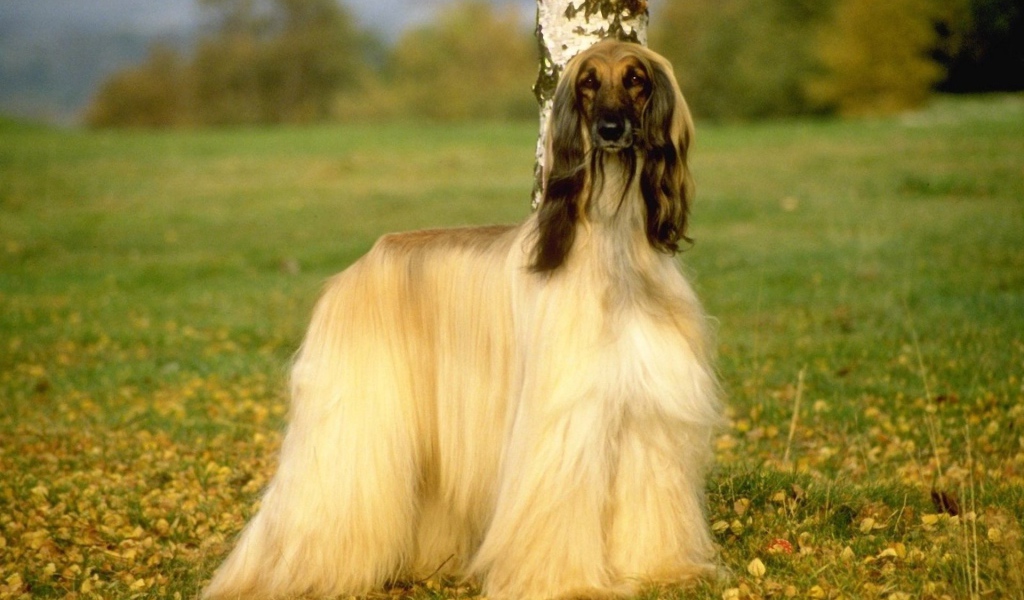 Афганская борзая на природе