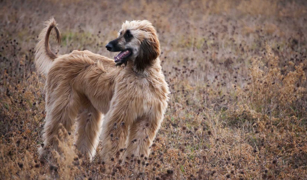 Афганская борзая в засохшей траве