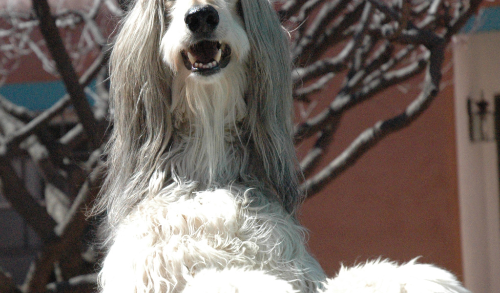 Афганская борзая охраняет территорию