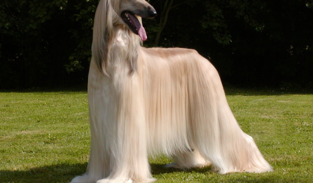Афганская борзая с ухоженной шерстью