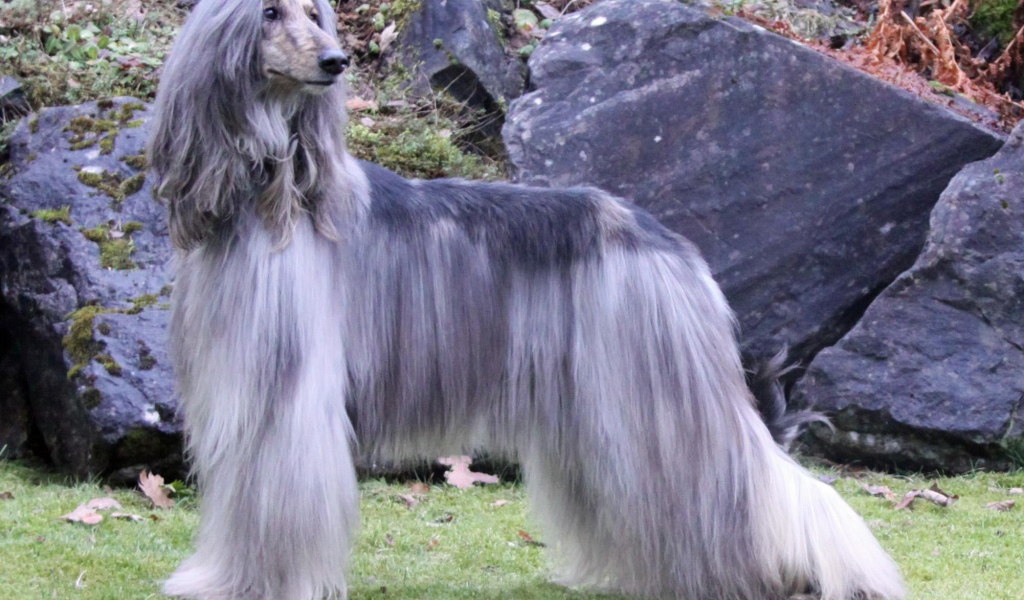 Афганская борзая с серой шерстью