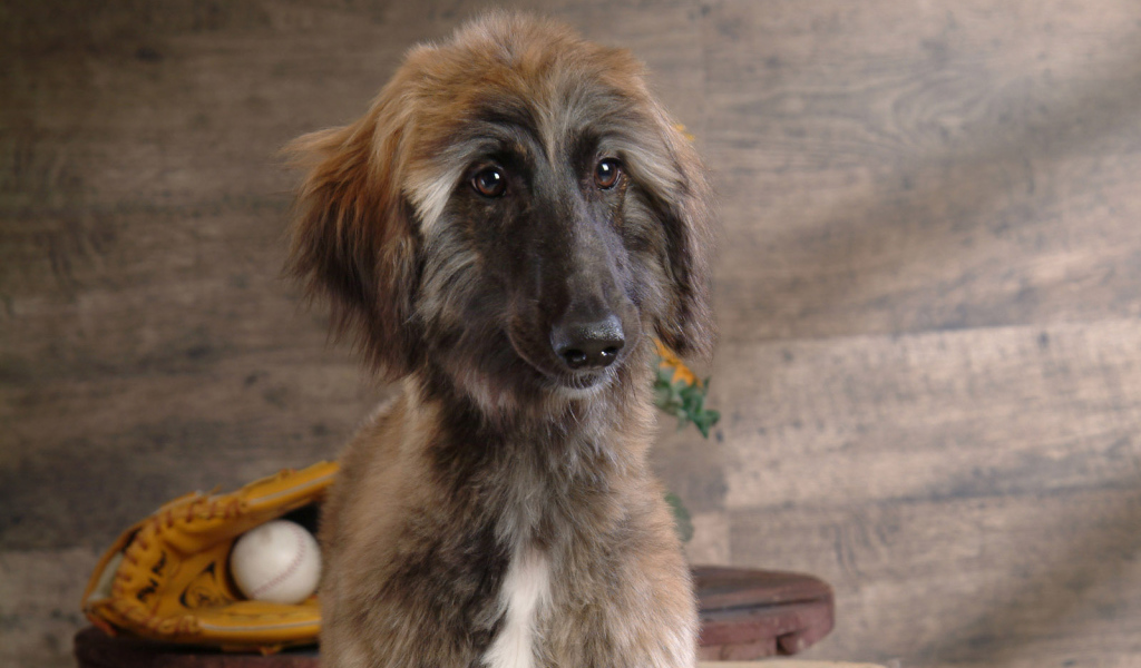 Афганская борзая с грустными глазами