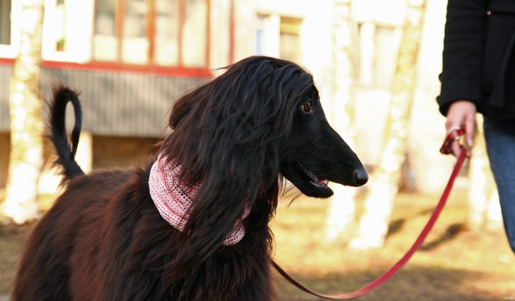 Афганская борзая на прогулке