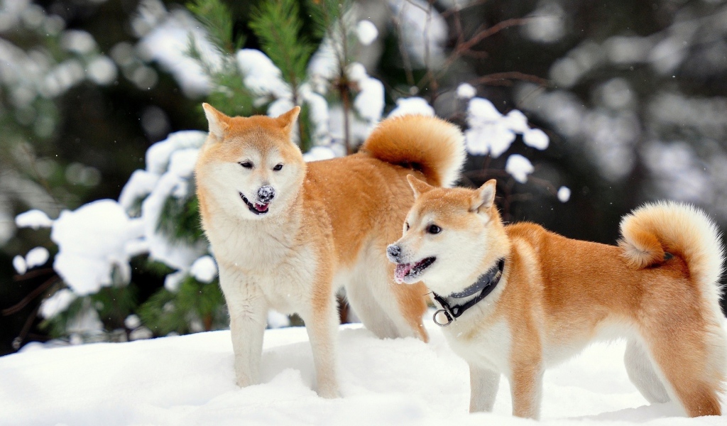 Собаки акита-ину играют в снегу