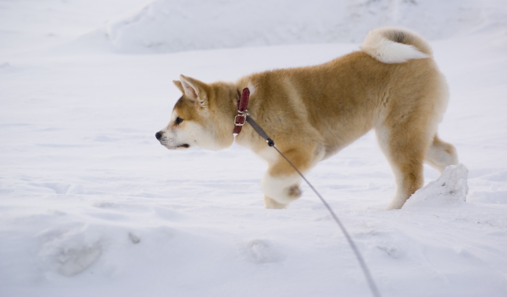 Акита-ину идёт по следу