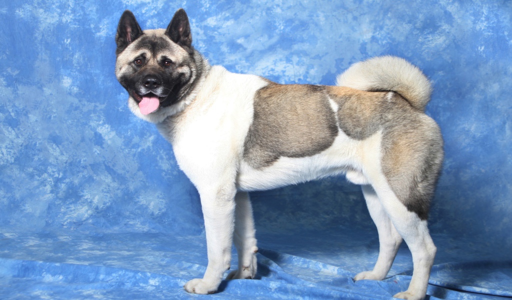 Акита-ину на голубом фоне