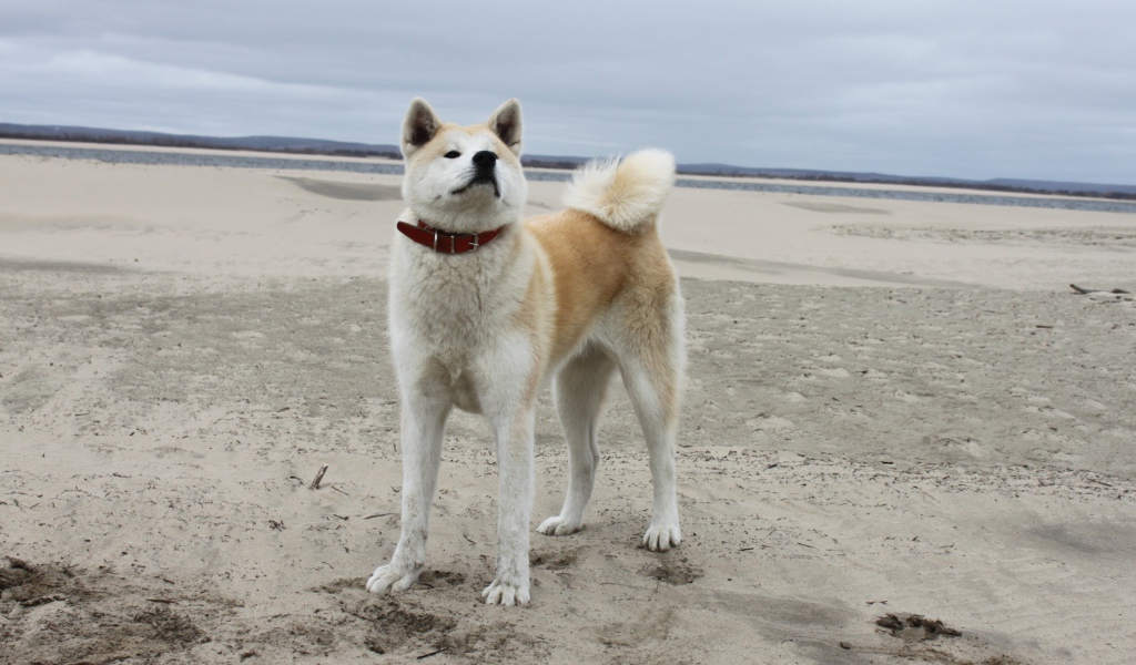 Акита-ину на песчанном пляже