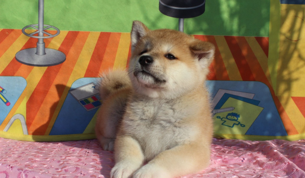 Щенок акита-ину лежит на покрывале