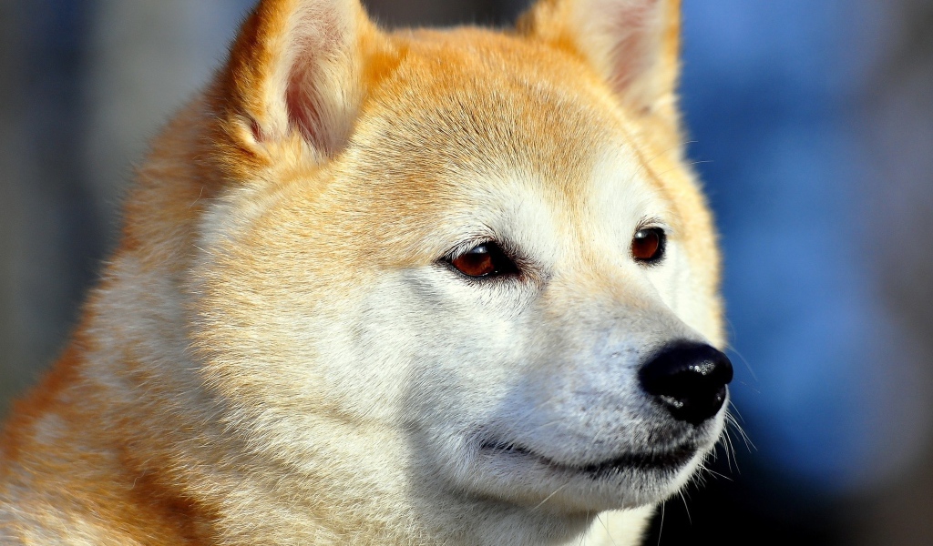 Акита-ину засмотрелась