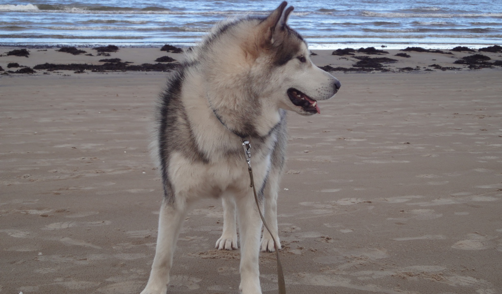 Аляскинский маламут на берегу моря