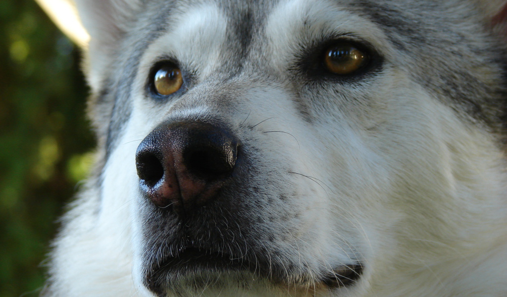 Аляскинский маламут крупным планом