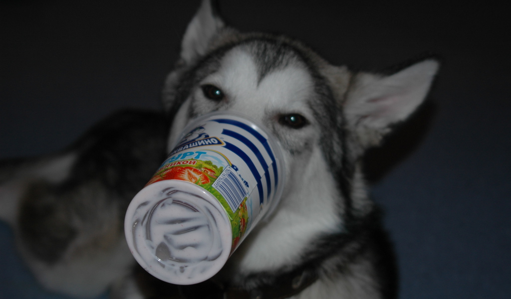 Аляскинский маламут ужинает