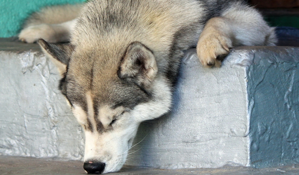 Аляскинский маламут уснул