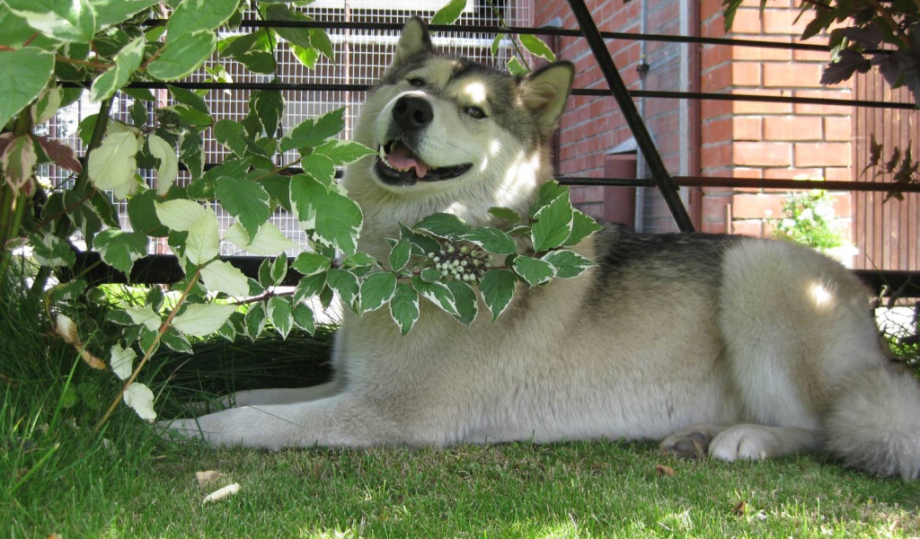 Аляскинский маламут в кустах