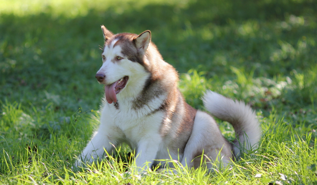 Аляскинский маламут в траве