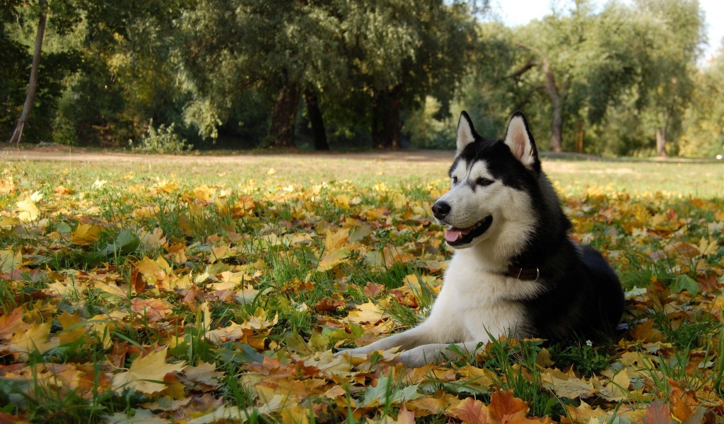 Аляскинский маламут на осенних листьях