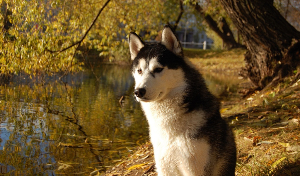 Аляскинский маламут на берегу озера
