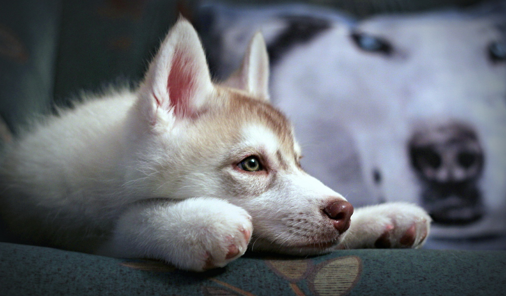 Щенок аляскинского маламута