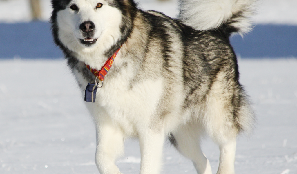 Аляскинский маламут засмотрелся