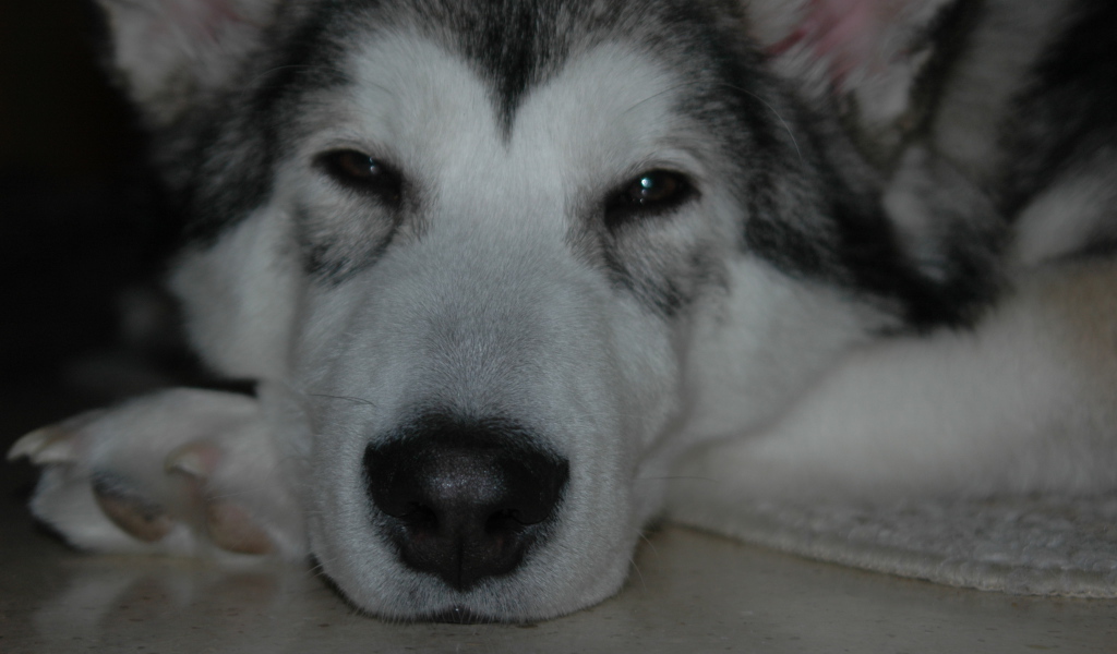 Аляскинский маламут хочет спать