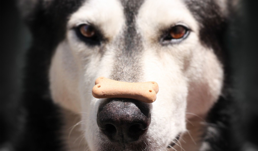 Аляскинский маламут с лакомством на носу