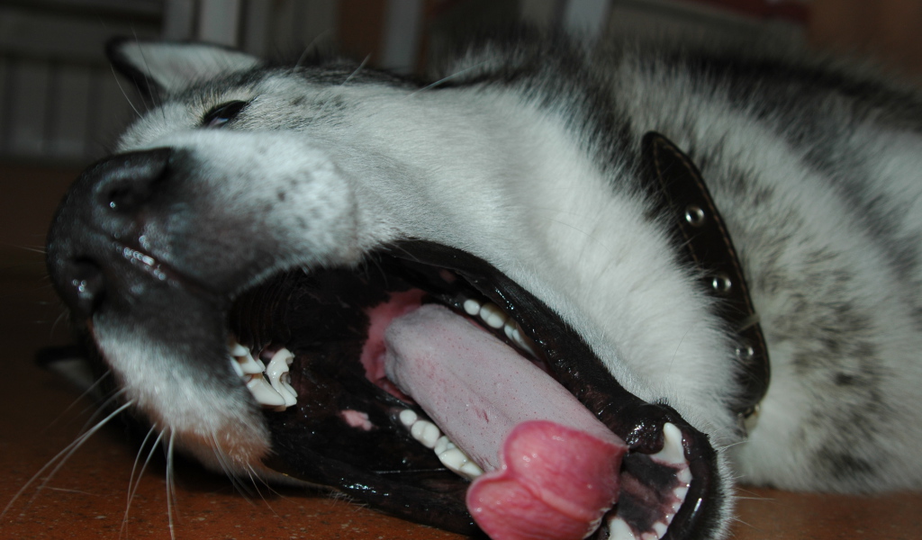 Аляскинский маламут зевнул
