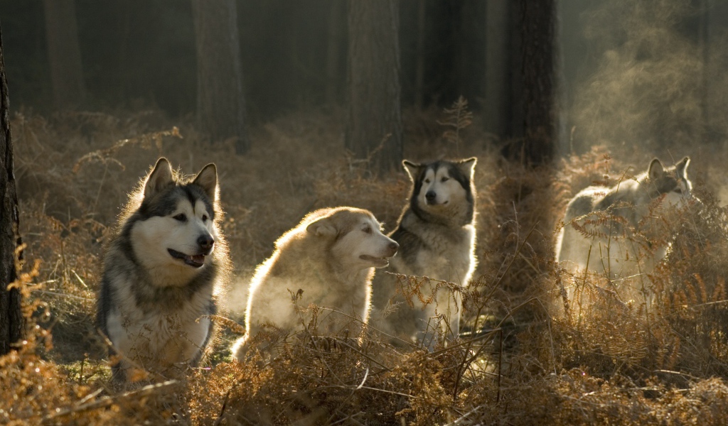 Аляскинские маламуты в лесу