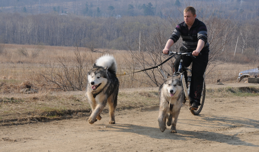 Аляскинские маламуты в летнем варианте упряжки