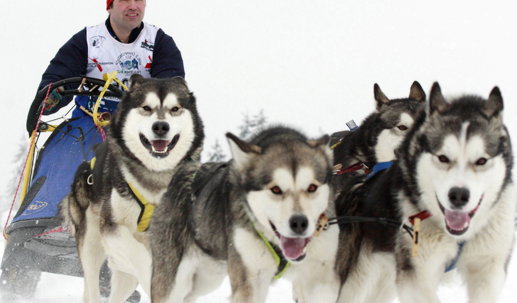 Аляскинские маламуты бегут в упряжке